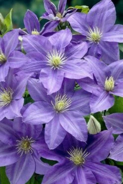 Lady Northcliffe Clematis - 1 Gallon Pot 7 Lady Northcliffe Clematis - 1 Gallon Pot -Botanhush Sales clematis lady northcliffe 2