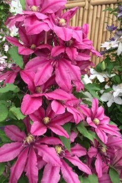 Liberation Clematis - 1 Gallon Pot -Botanhush Sales clematis liberation 4