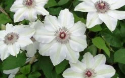 Miss Bateman Clematis - 1 Gallon Pot -Botanhush Sales clematis miss bateman 2 800x500 1