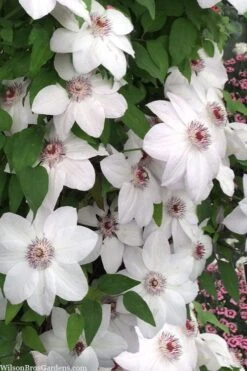 Miss Bateman Clematis - 1 Gallon Pot -Botanhush Sales clematis miss bateman 20