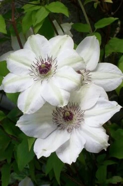Miss Bateman Clematis - 1 Gallon Pot -Botanhush Sales clematis miss20bateman 3 500x750 1