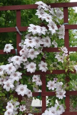Miss Bateman Clematis - 1 Gallon Pot -Botanhush Sales clematis miss20bateman 4 500x750 1