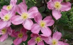 Montana Elizabeth Clematis - 1 Gallon Pot 11 Montana Elizabeth Clematis - 1 Gallon Pot -Botanhush Sales clematis montana elizabeth 2