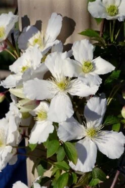 Grandiflora Montana Clematis - 1 Gallon Pot -Botanhush Sales clematis montana grandiflora 9