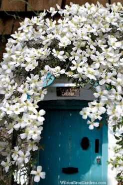 Grandiflora Montana Clematis - 1 Gallon Pot -Botanhush Sales clematis montana grandiflora20copy