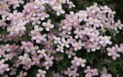 Montana Rubens Clematis - 1 Gallon Pot 12 Montana Rubens Clematis - 1 Gallon Pot -Botanhush Sales clematis montana rubens 12