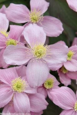 Montana Rubens Clematis - 1 Gallon Pot
