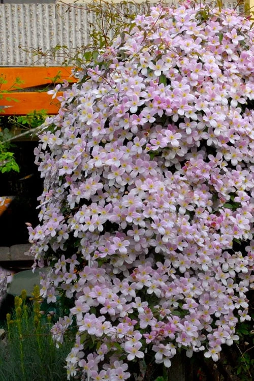 Montana Rubens Clematis - 1 Gallon Pot 4 Montana Rubens Clematis - 1 Gallon Pot - Image 4