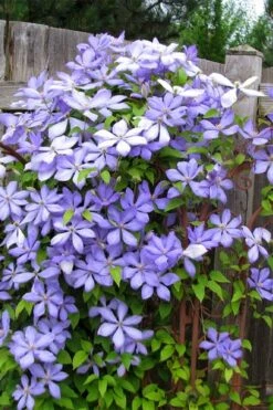 Mrs. Cholmondeley Clematis - 1 Gallon Pot -Botanhush Sales clematis mrs cholmondeley 2