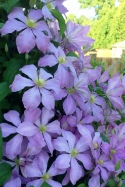 Mrs. Cholmondeley Clematis - 1 Gallon Pot -Botanhush Sales clematis mrs cholmondeley 8