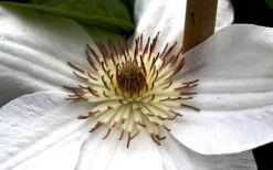 Mrs. George Jackman Clematis - 1 Gallon Pot 12 Mrs. George Jackman Clematis - 1 Gallon Pot -Botanhush Sales clematis mrs george jackman 8