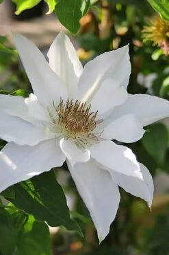 Mrs. George Jackman Clematis - 1 Gallon Pot 11 Mrs. George Jackman Clematis - 1 Gallon Pot -Botanhush Sales clematis mrs george jackman 9