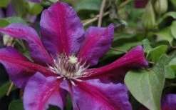 Mrs. Norman Thompson Clematis - 1 Gallon Pot -Botanhush Sales clematis mrs n thompson 1