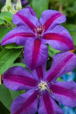 Mrs. Norman Thompson Clematis - 1 Gallon Pot -Botanhush Sales clematis mrs n thompson 7