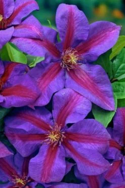 Mrs. Norman Thompson Clematis - 1 Gallon Pot -Botanhush Sales clematis mrs norman thompson 20