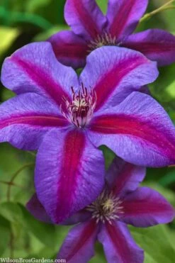 Mrs. Norman Thompson Clematis - 1 Gallon Pot -Botanhush Sales clematis mrs norman thompson 21