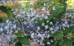 Mrs. Robert Brydon Clematis - 1 Gallon Pot -Botanhush Sales clematis mrs robert brydon 11