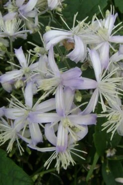 Mrs. Robert Brydon Clematis - 1 Gallon Pot -Botanhush Sales clematis mrs robert brydon 3