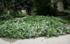 Mrs. Robert Brydon Clematis - 1 Gallon Pot -Botanhush Sales clematis mrs robert brydon 4