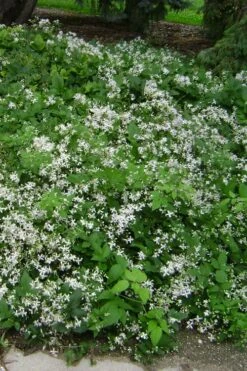 Mrs. Robert Brydon Clematis - 1 Gallon Pot -Botanhush Sales clematis mrs robert brydon 6
