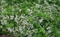 Mrs. Robert Brydon Clematis - 1 Gallon Pot -Botanhush Sales clematis mrs robert brydon 7