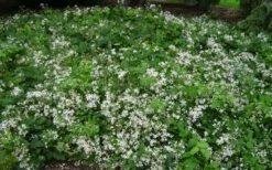 Mrs. Robert Brydon Clematis - 1 Gallon Pot -Botanhush Sales clematis mrs robert brydon 8