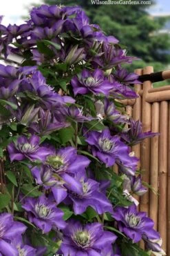 Multi Blue Clematis - 2 Gallon Pot 8 Multi Blue Clematis - 2 Gallon Pot -Botanhush Sales clematis multi blue 3