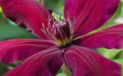 Niobe Clematis - 1 Gallon Pot 9 Niobe Clematis - 1 Gallon Pot -Botanhush Sales clematis niobe 1