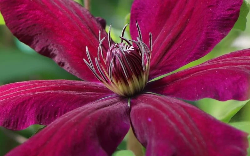 Niobe Clematis - 1 Gallon Pot 4 Niobe Clematis - 1 Gallon Pot - Image 4