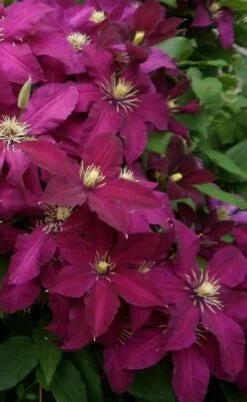 Niobe Clematis - 1 Gallon Pot 10 Niobe Clematis - 1 Gallon Pot -Botanhush Sales clematis niobe 2