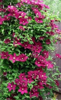Niobe Clematis - 1 Gallon Pot 11 Niobe Clematis - 1 Gallon Pot -Botanhush Sales clematis niobe 5
