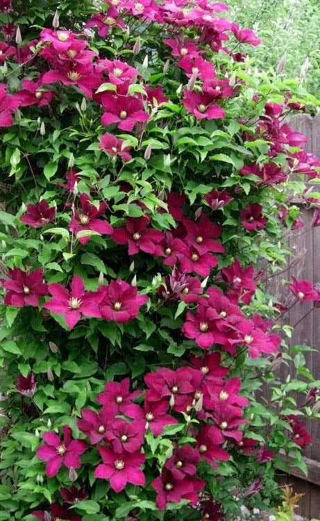Niobe Clematis - 1 Gallon Pot 6 Niobe Clematis - 1 Gallon Pot - Image 6