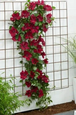 Nubia Clematis - 1 Gallon Pot -Botanhush Sales clematis nubia 1