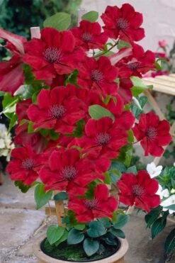 Nubia Clematis - 1 Gallon Pot -Botanhush Sales clematis nubia 3