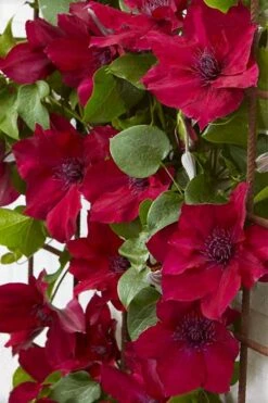 Nubia Clematis - 1 Gallon Pot -Botanhush Sales clematis nubia 4
