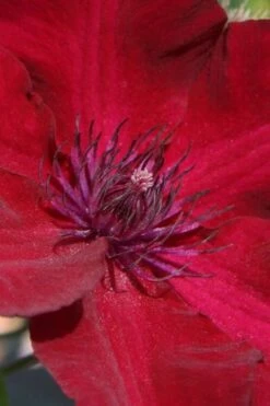 Nubia Clematis - 1 Gallon Pot -Botanhush Sales clematis nubia 6