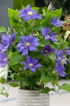 Olympia Clematis - 1 Gallon Pot 11 Olympia Clematis - 1 Gallon Pot -Botanhush Sales clematis olympia 1
