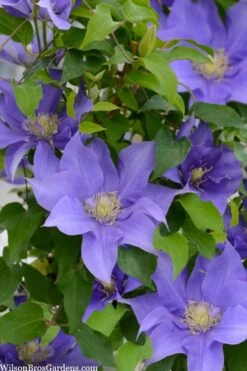 Olympia Clematis - 1 Gallon Pot 12 Olympia Clematis - 1 Gallon Pot -Botanhush Sales clematis olympia 2