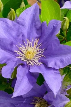 Olympia Clematis - 1 Gallon Pot 13 Olympia Clematis - 1 Gallon Pot -Botanhush Sales clematis olympia 3