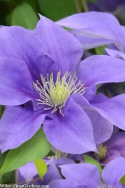 Olympia Clematis - 1 Gallon Pot 15 Olympia Clematis - 1 Gallon Pot -Botanhush Sales clematis olympia 5