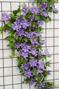Olympia Clematis - 1 Gallon Pot 14 Olympia Clematis - 1 Gallon Pot -Botanhush Sales clematis olympia 6