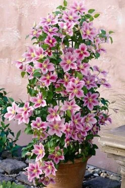 Piilu Clematis (Little Duckling) - 1 Gallon Pot -Botanhush Sales clematis piilu 3