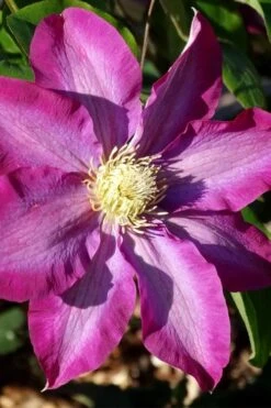 Pink Champagne Clematis - 1 Gallon Pot 13 Pink Champagne Clematis - 1 Gallon Pot -Botanhush Sales clematis pink champagne 2