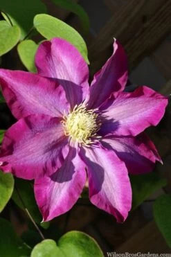 Pink Champagne Clematis - 1 Gallon Pot 12 Pink Champagne Clematis - 1 Gallon Pot -Botanhush Sales clematis pink champagne