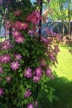 Pink Champagne Clematis - 1 Gallon Pot 14 Pink Champagne Clematis - 1 Gallon Pot -Botanhush Sales clematis pink champagne 4