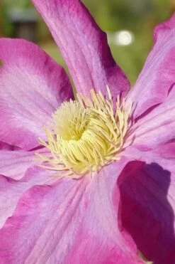Pink Champagne Clematis - 1 Gallon Pot 15 Pink Champagne Clematis - 1 Gallon Pot -Botanhush Sales clematis pink champagne 6