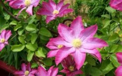 Pink Champagne Clematis - 1 Gallon Pot 16 Pink Champagne Clematis - 1 Gallon Pot -Botanhush Sales clematis pink champagne 8