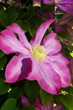 Pink Champagne Clematis - 1 Gallon Pot 17 Pink Champagne Clematis - 1 Gallon Pot -Botanhush Sales clematis pink champagne 9
