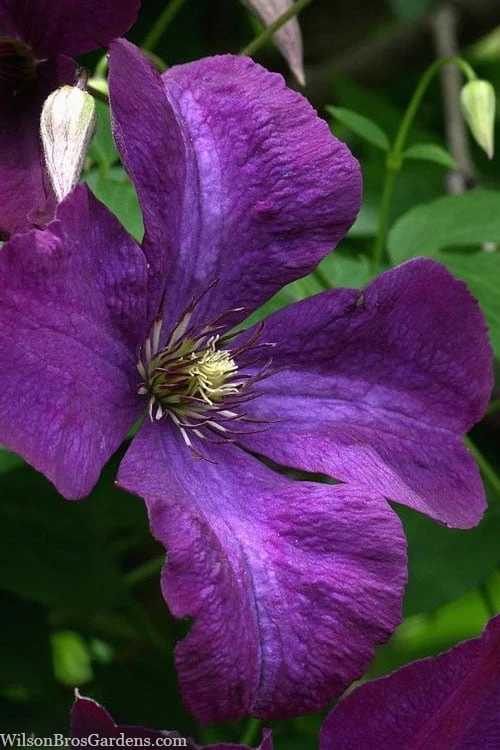 Polish Spirit Clematis - 1 Gallon Pot 8 Polish Spirit Clematis - 1 Gallon Pot - Image 8