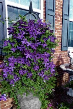 Polish Spirit Clematis - 1 Gallon Pot 13 Polish Spirit Clematis - 1 Gallon Pot -Botanhush Sales clematis polish spirit 10